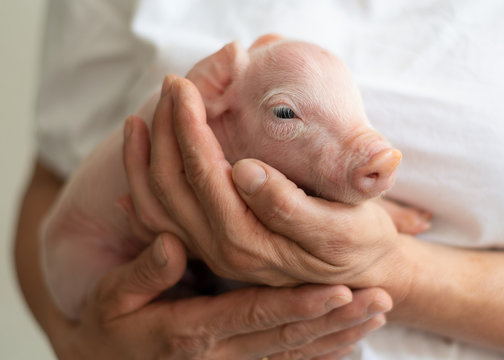 Tierarzt h&auml;lt neugeborenes Schwein, sehr s&uuml;&szlig;, lieb, Ferkel