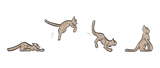 Pouncing Tabby Cat