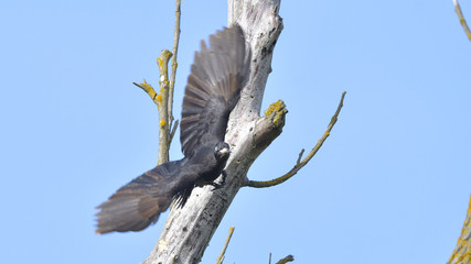 Black woodpecker (Dryocopus martius)