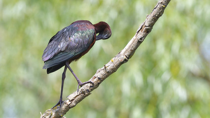 Glossy Ibis (Plegado falcinellus)