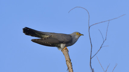 Common cuckoo (Cuculus canorus)