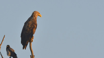 White Tailed Eagle (Haliaeetus albicilla)