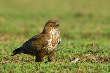 Common Buzzard (Buteo buteo) on Green Grass