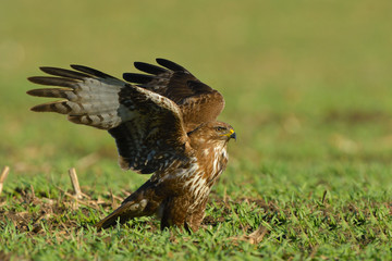 Common Buzzard (Buteo buteo) on Green Grass