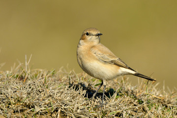 Desert wheatear (Oenanthe deserti), Female