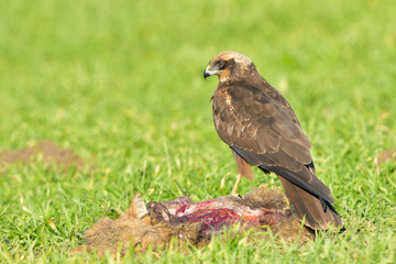 Marsh harrier (Circus aeruginosus)