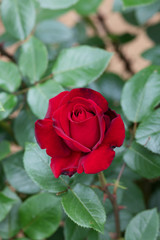 真っ赤なばら「ナディア」の花のアップ