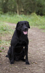 black Labrador 