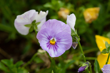 Obraz na płótnie Canvas 紫色のパンジーの花のアップ