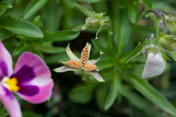 パンジーの種のアップ