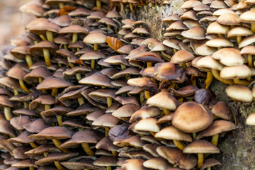 Mushrooms growing  together