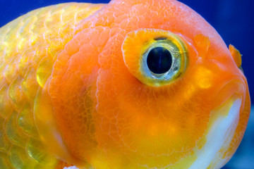 macro close up eye and faces goldfish in the aquarium