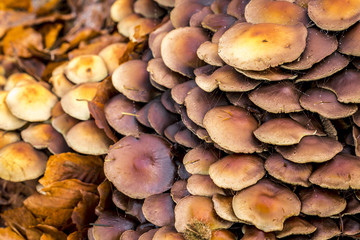 Fungus orange glow