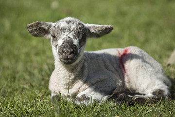 spring lamb 
