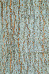 Tree bark wood texture abstract blue  background