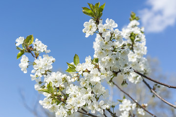 White flowers of apple trees spring landscape.