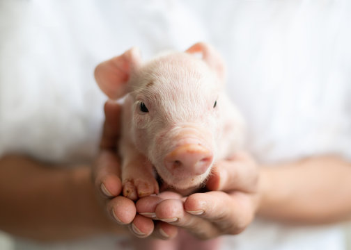 Frau h&auml;lt Schweinebaby in der Hand, lieb, neugboren, Gl&uuml;ck, 2019