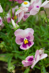 Naklejka premium ピンク色のパンジーの花のアップ