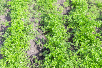 Green grass parsley in the garden. Petroselinum crispum - Curly parsley on the ground close-up.