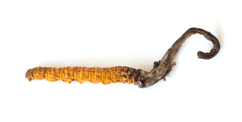 Ophiocordyceps sinensis (CHONG CAO, DONG CHONG XIA CAO) or mushroom cordyceps this is a herbs on isolated background. Medicinal properties in the treatment of diseases. National organic medicine.