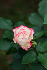 赤と白のばら「ジュビレデュプリンスドゥモナコ」の花のアップ