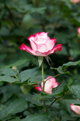 赤と白のばら「ジュビレデュプリンスドゥモナコ」の花のアップ