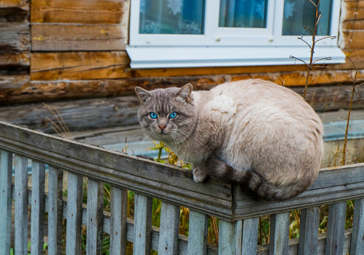 Portrait of blue eyed cat sitting on garden fence