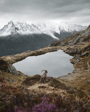 Ibex by lake on hilltop, Chamonix, Rhone-Alpes, France