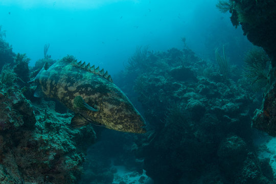 Underwater shot of goliath grouper among rocks, Quintana Roo, Mexico