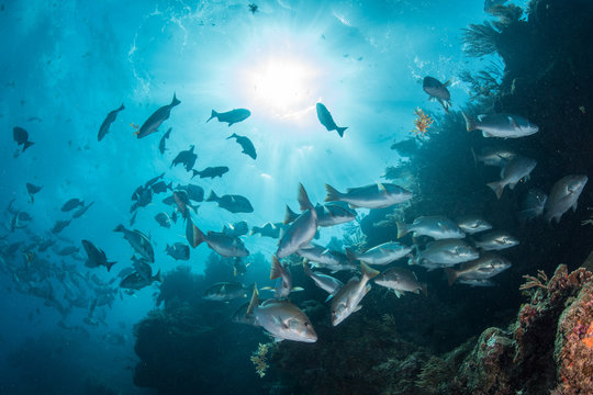 Underwater shot of red snapper shoal gathering to mate, Quintana Roo, Mexico
