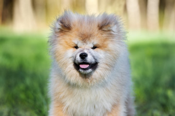 Fototapeta na wymiar japanese akita puppy portrait outdoors