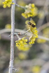 bee pollinating yellow wild flowers horizontal photo.