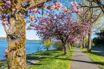 Blossoms Along Lake Washington 6