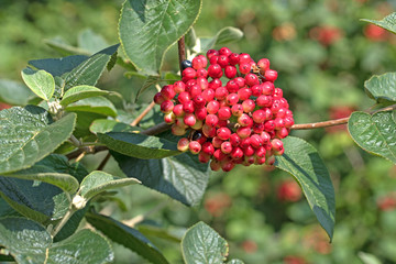Wolliger Schneeball, Viburnum lantana, unreife Früchte