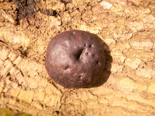 close up of large black brown burnt alfred's cake mushroom fungi on bark