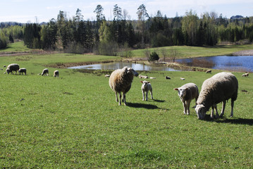 Fototapeta premium Mountain landscape. Green meadow, in the background graze sheep, pond and spring forest.