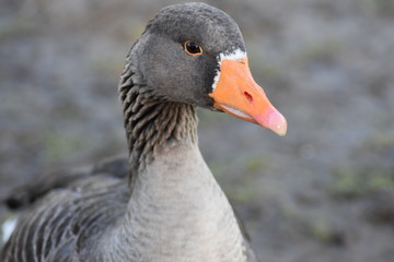 Close up goose