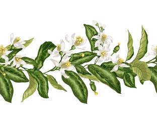 Hotizontal seamless pattern line of citrus fruit tree with bloomimg flowers and tiny fruits made in vector graphic in elegant style