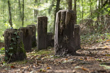 Holzpfosten am Waldrand