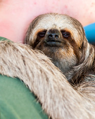 3 toed Sloth, Roatan Honduras