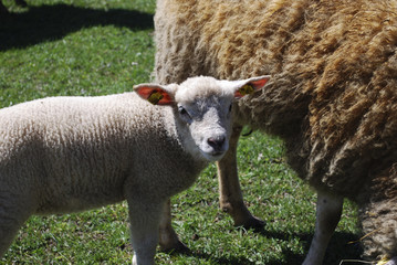 Fototapeta premium Mountain landscape. Green meadow, in the background graze sheep, pond and spring forest.