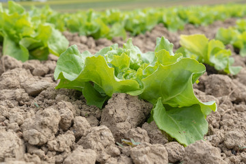 Grüner Salat auf dem Acker - Sähen von frischem Gemüse auf dem bauernhof