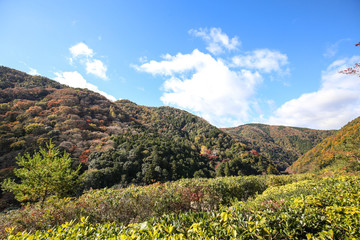 Fototapeta na wymiar The fall leaves of Kyoto, Japan