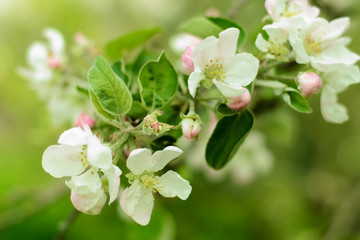 Branch with wight and pink flower. Apple blossoms