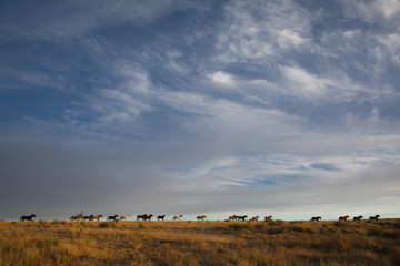 Mustangs in Colorado