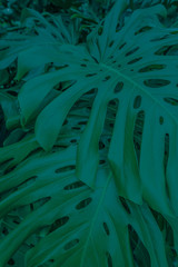 background with philodendron leaves © Anna Kwiatkowska