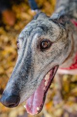 Greyhound