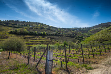 Fototapeta na wymiar spring in the Douro Valley, Portugal