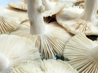 Close-up of mushroom in scientific name is 