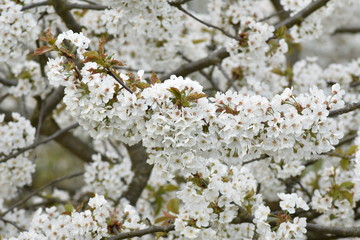 Cherry tree blossom